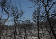 Κρανίου τόπος οι περιοχές που έκαψε η πυρκαγιά σε Βοιωτία και Αττική – Χάθηκαν 144.000 στρέμματα δάσους