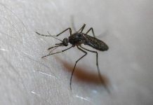 Ιός του Δυτικού Νείλου: Ρεκόρ επταετίας στην Ελλάδα, για πρώτη φορά η Αττική στο επίκεντρο της έξαρσης