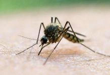 Ιός Δυτικού Νείλου: 65 κρούσματα στην Ελλάδα, 23 νέα σε μία εβδομάδα και 6 θάνατοι