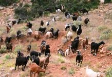 ΥΠΑΑΤ: Καταβάλλονται 7,7 εκατ. ευρώ για απώλειες ζώων λόγω αφθώδους πυρετού στη Λέσβο